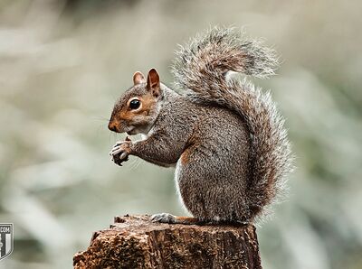 Picture of a Squirrel