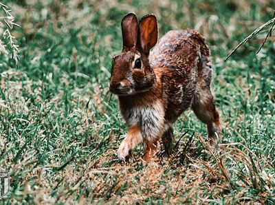 Picture of a Rabbit